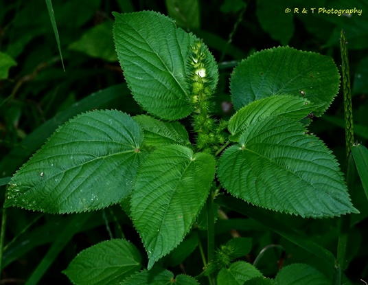{Acalypha ostryifolia}